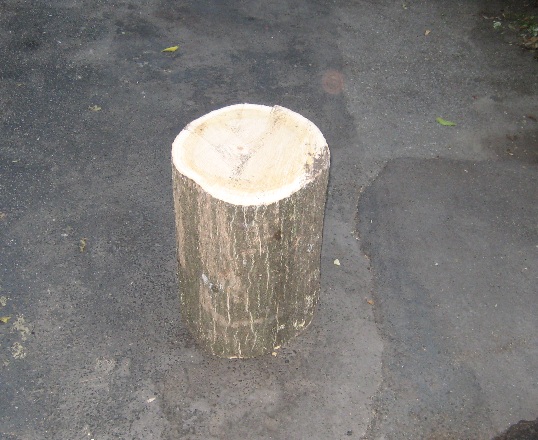 stump.JPG