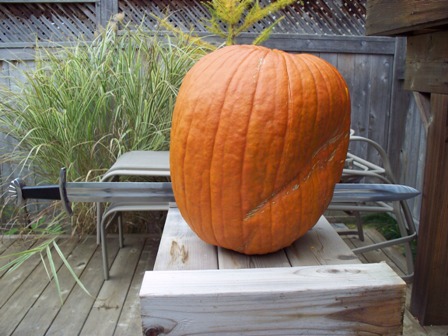 5-lobe-pumkin small.jpg