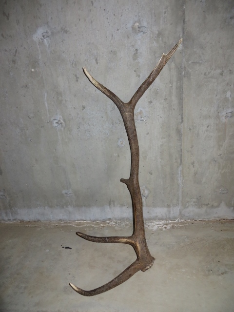 IMG_0323 (480x640).jpg