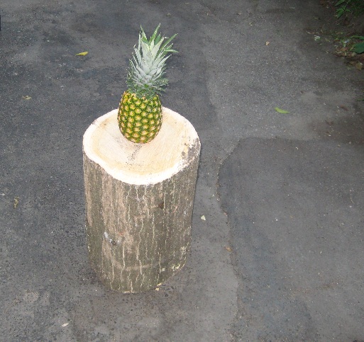 pineapple.JPG
