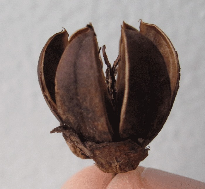seedpod.gif